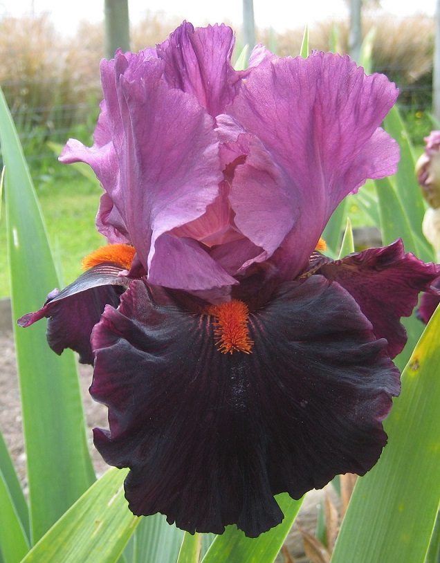 fiery-temper-cottage-irises