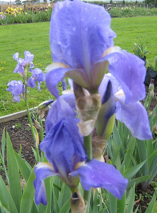 Iris pallida blue