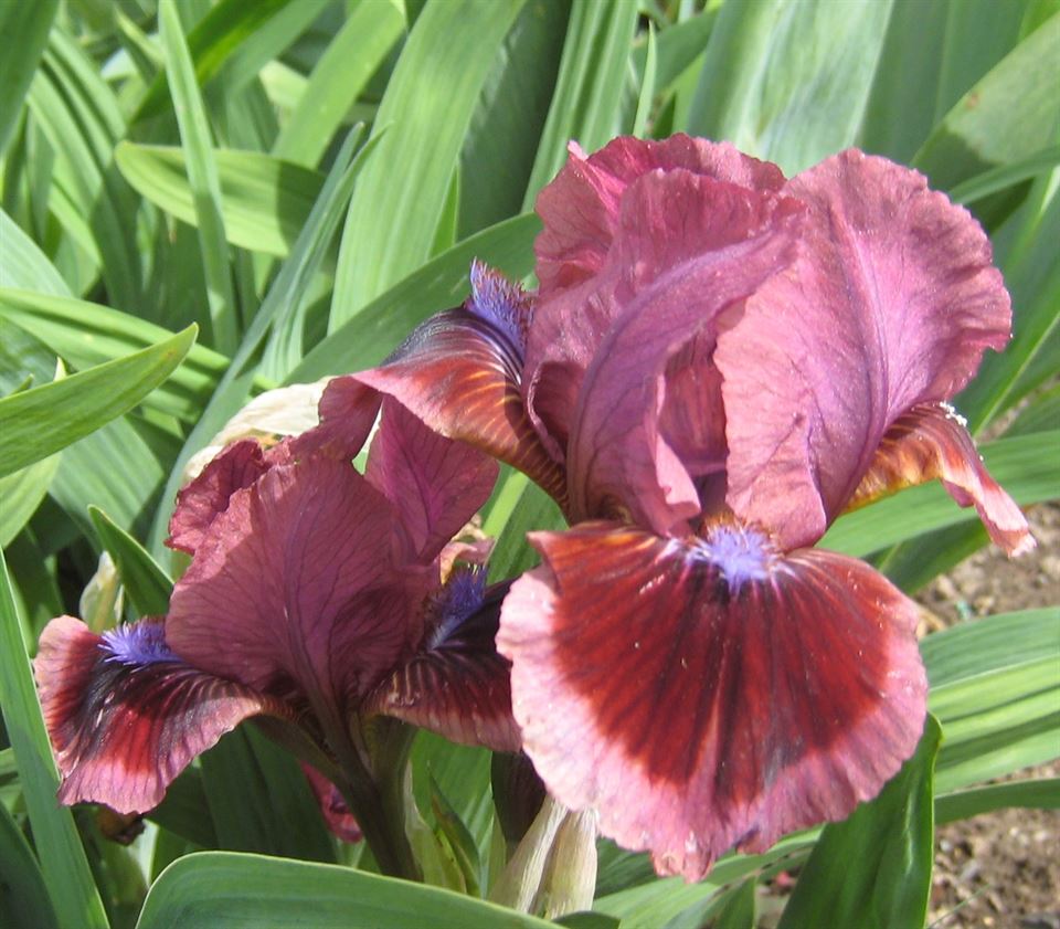 Cat's Eye - Standard Dwarf Bearded - Bearded Iris - Cottage Irises