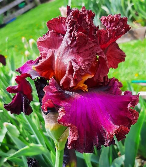 Bearded Iris - Online Shop - Cottage Irises