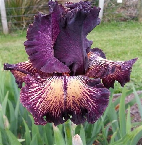 HERITAGE IRISES: New Zealand Tall Bearded Iris LACE AND VIOLETS