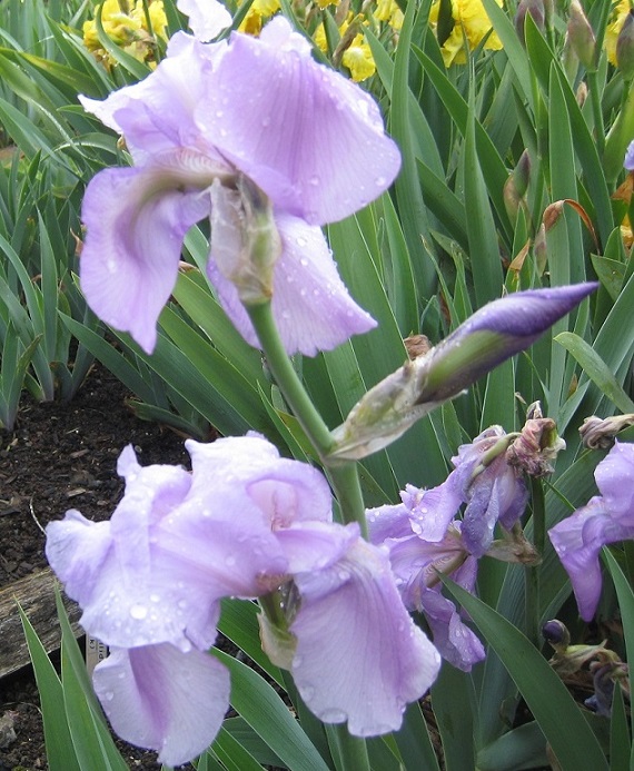 Iris pallida pink